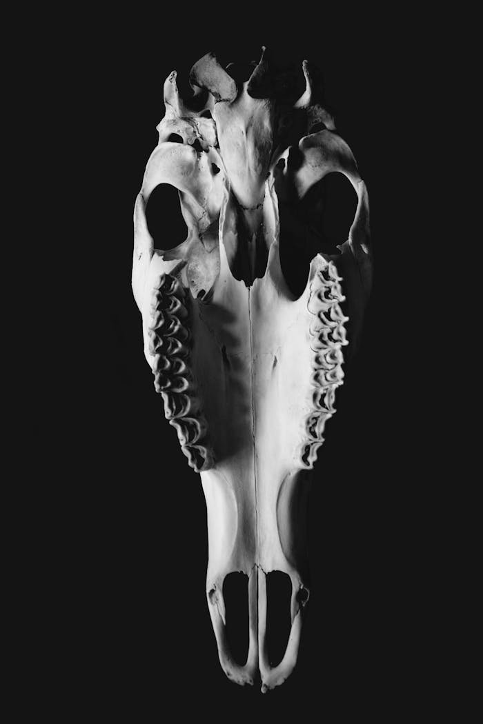 Dramatic black and white close-up of a horse skull on a black background.